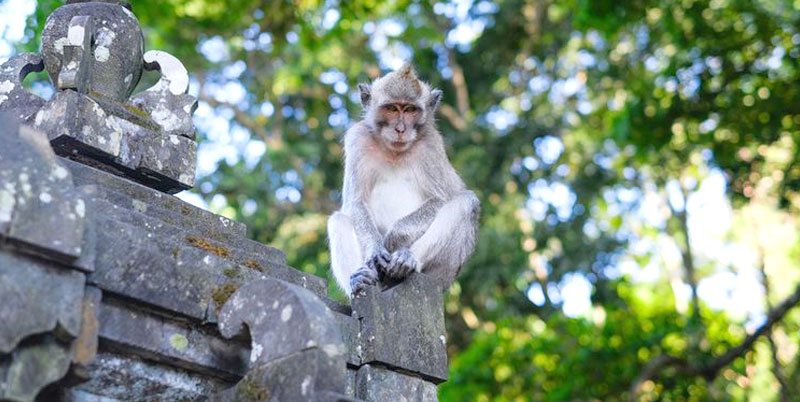 Alas Kedaton Monkey Forest