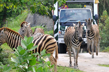 Bali Safari And Marine Park