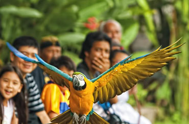 Bali Bird Park