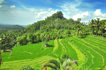 Bukit Jambul Rice Terrace