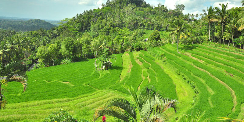 Bukit Jambul Rice Terrace