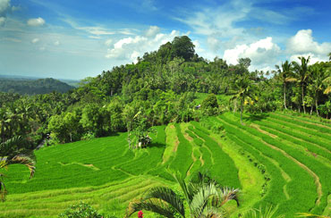 Bukit Jambul Rice Terrace