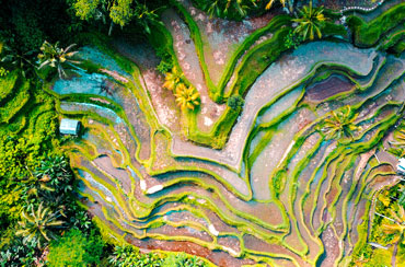 Tegalalang Rice Terrace