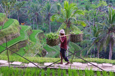 Tegalalang Rice Terrace