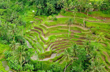 Tegalalang Rice Terrace