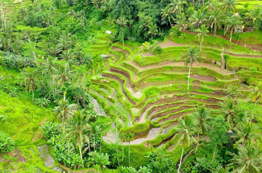 Tegalalang Rice Terrace