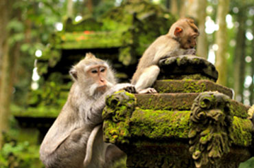 Ubud Monkey Forest