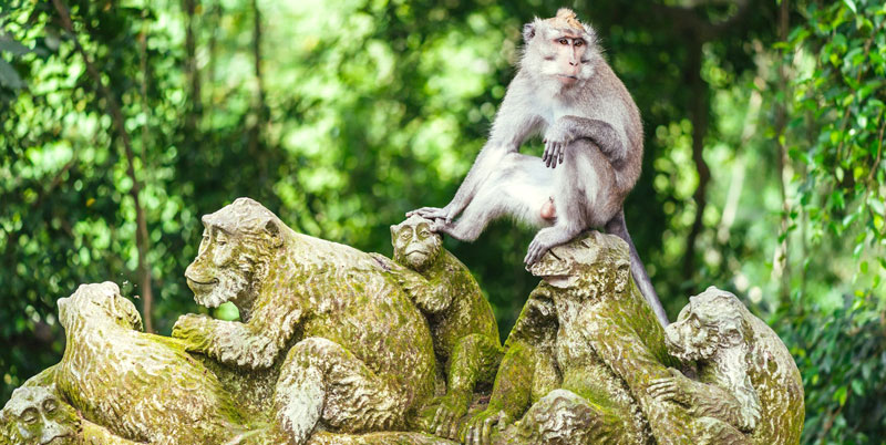 Ubud Monkey Forest